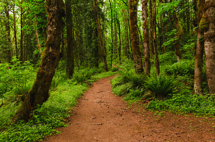 Curvy Trail through the Lush Foliage, a Nature Photo by Andriana Syvanych