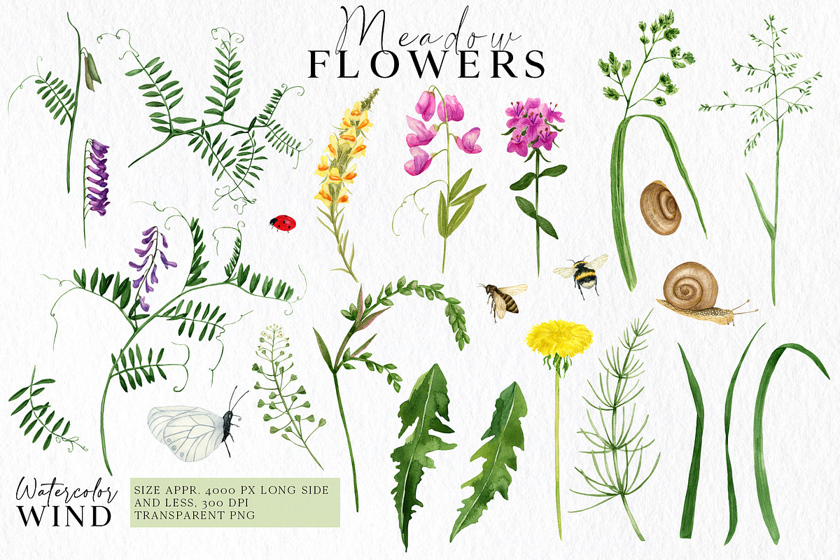 Wild floral clipart meadow flowers, an Illustration by Ksenia Shmakova (Photo 2 of 11)