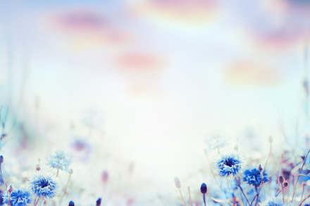 Nature background with cornflowers, a Nature Photo by VICUSCHKA