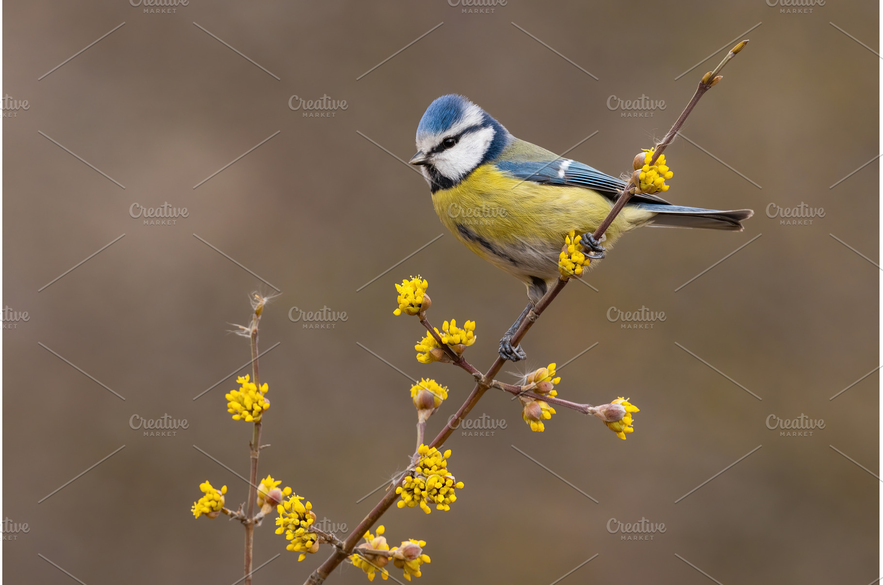 Eurasian blue tit sitting on twig in, an Animal Photo by WildMedia