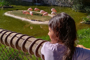 Child observing flamingos at villa dolores zoo park, montevideo,, a Nature Photo by DanFLCreativo