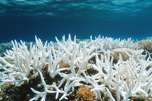 Dead coral reef with bleached coral, a Nature Photo by MistyDay