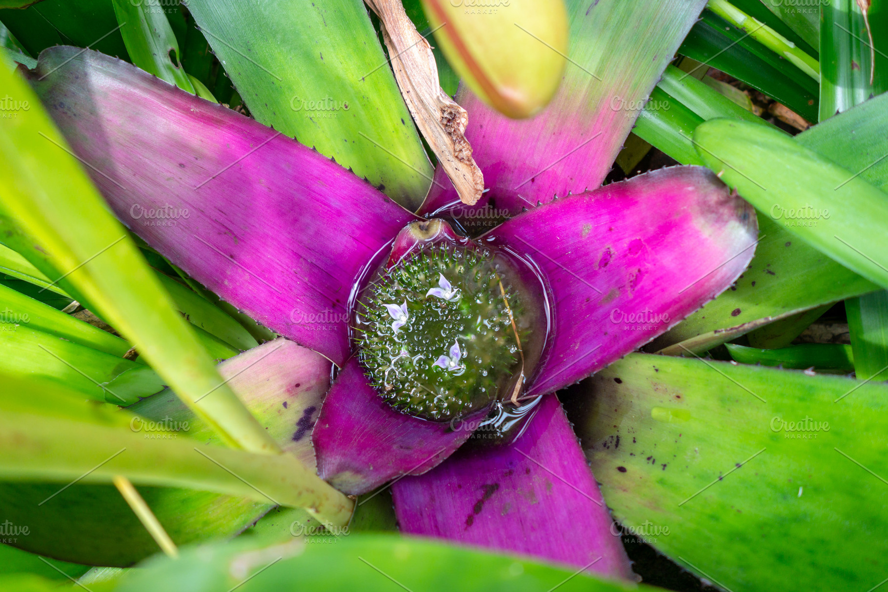 Close-up of vibrant pink and green bromeliad flower in tropical, a Nature Photo by GoodGoods