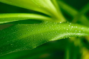 Green plant leaf surface close up, covered in small, clear water droplets, show, a Photo by Studio ANNA