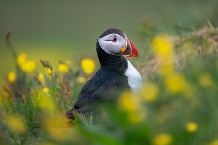 Close up of puffin bird or Fratercula in Iceland in summer seaso