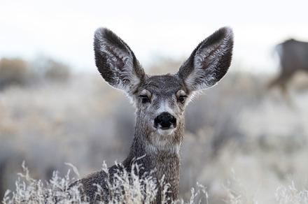 A Doe's Portrait