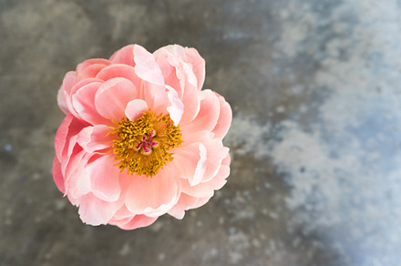 Pink Peony Dark Background, a Photo by LaPorte Images
