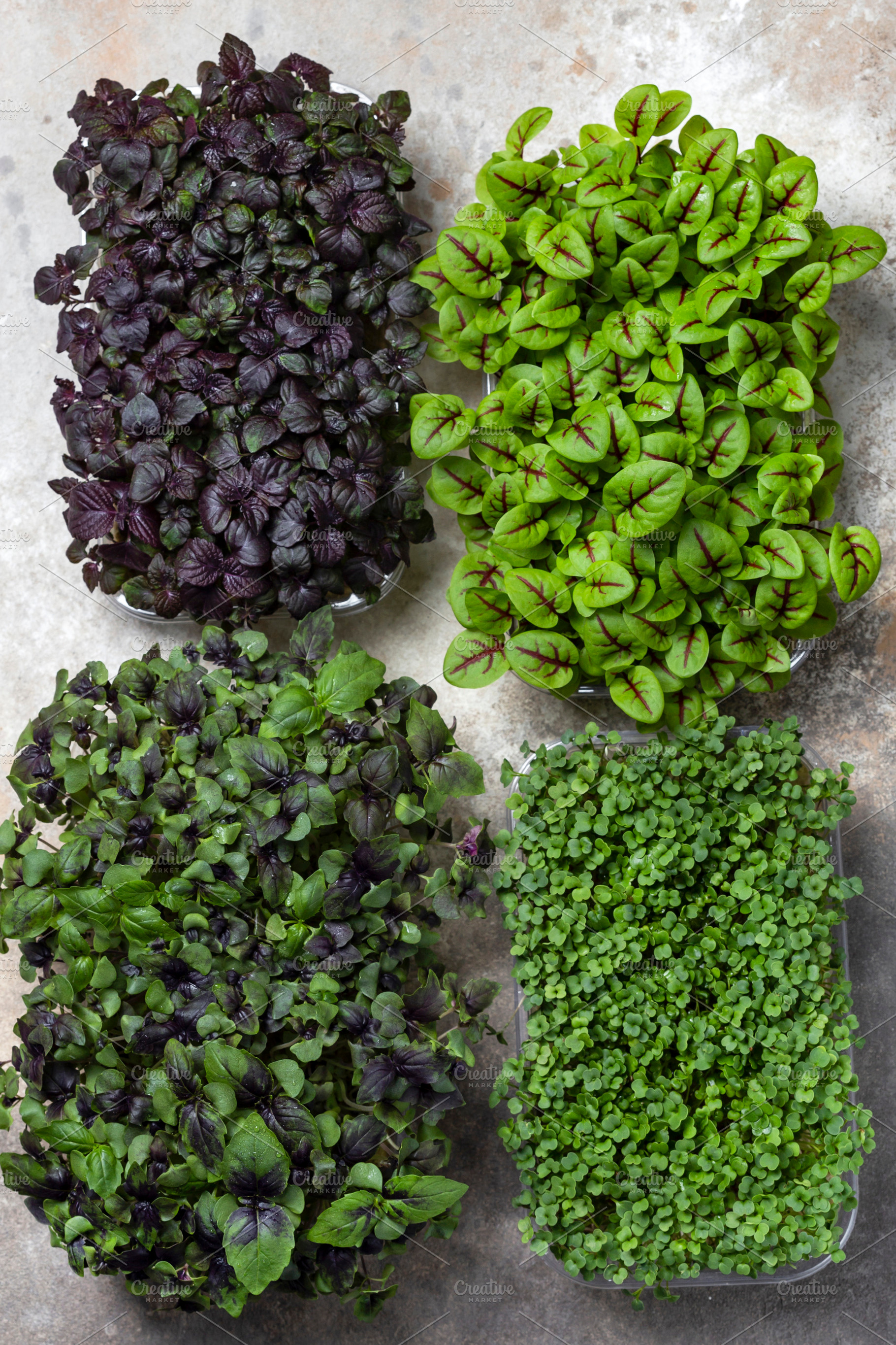 fresh different organic microgreens, a Food & Drink Photo by Marina_Pronina
