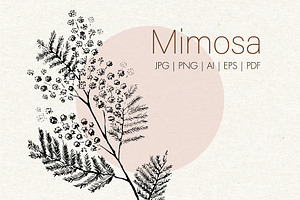 Mimosa. Hand-drawn sketch