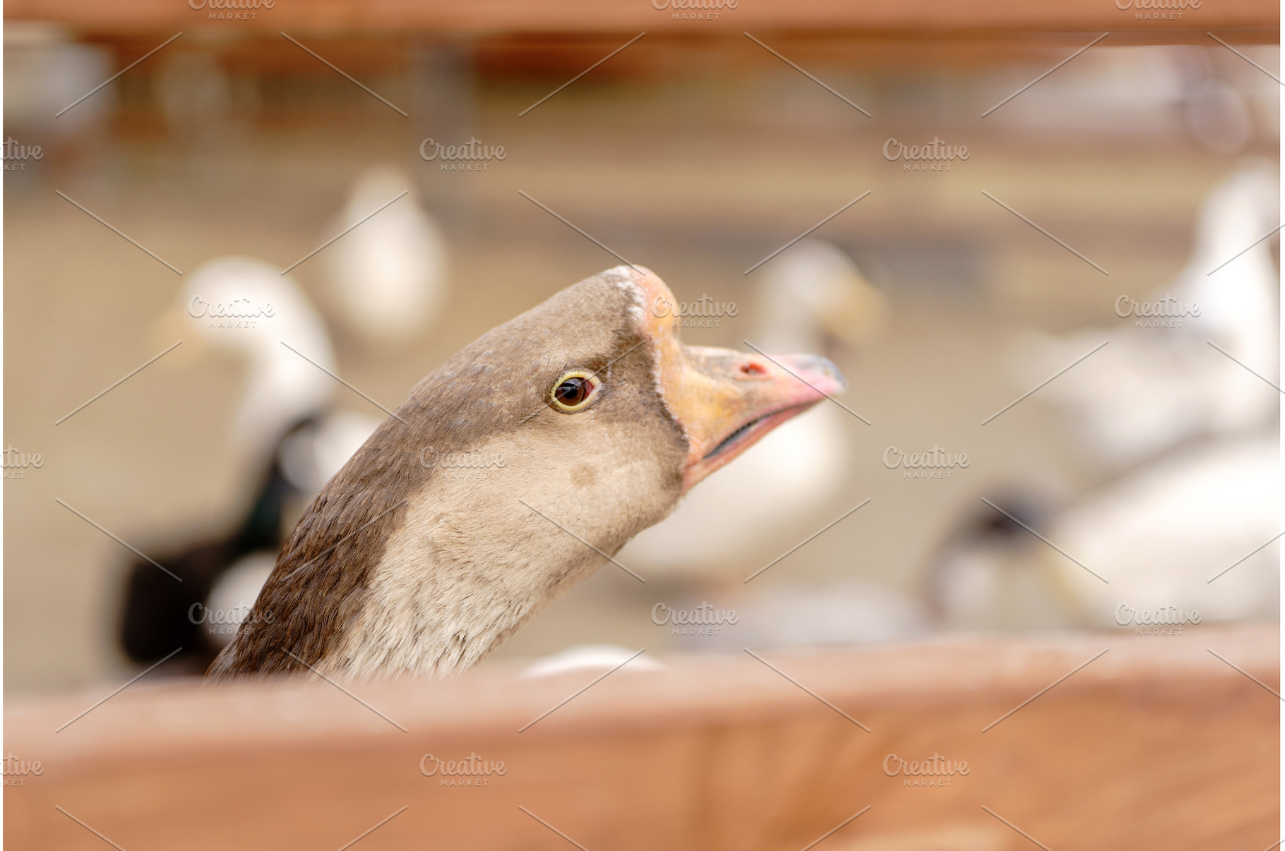 Close-up view of a white goose with, an Animal Photo by darksoul72