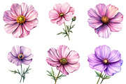 Watercolor Spring Cosmos Flower Clip, a Texture Illustration by DreamPrint404 (Thumbnail 4 of 7)