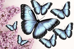 6 Beautiful Butterfly Illustrations