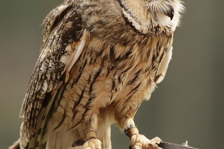 Longeared owl asio otus stock photo containing asio and otus