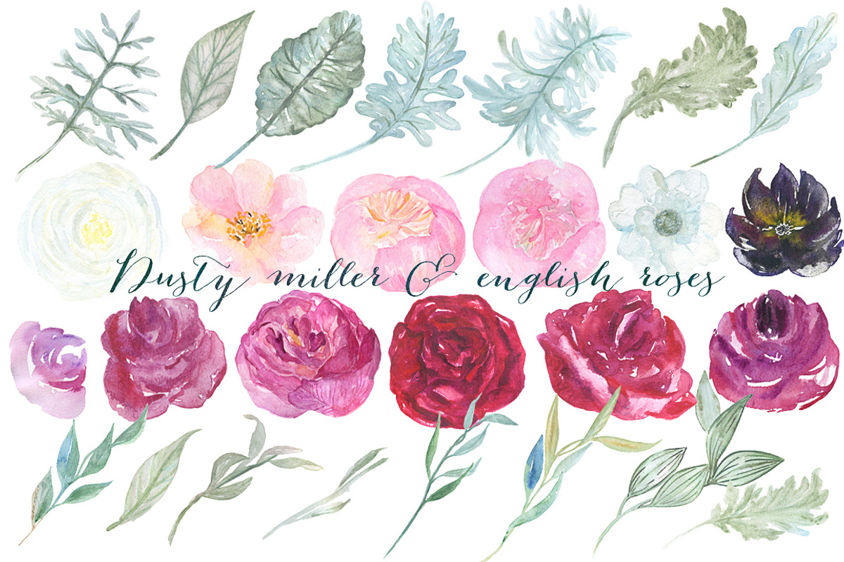 Dusty miller & english roses, an Illustration by LABFcreations (Photo 8 of 8)