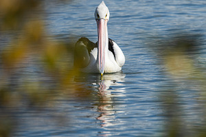 Australian Pelican
