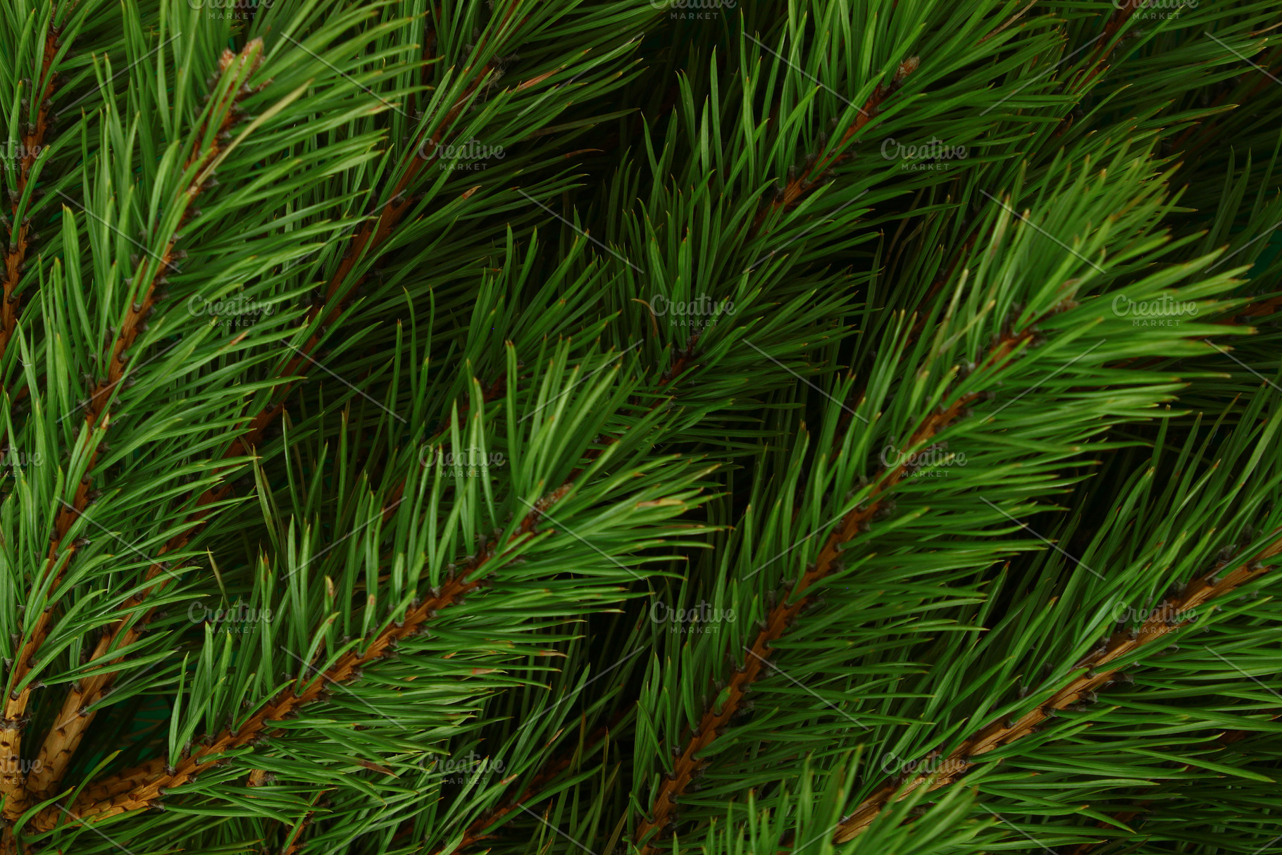 Background of pine branches., a Nature Photo by Milla Mi