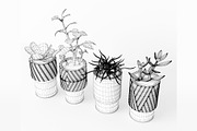 Decorative Plants, a Furniture 3D Model by 3DCargo (Thumbnail 5 of 9)