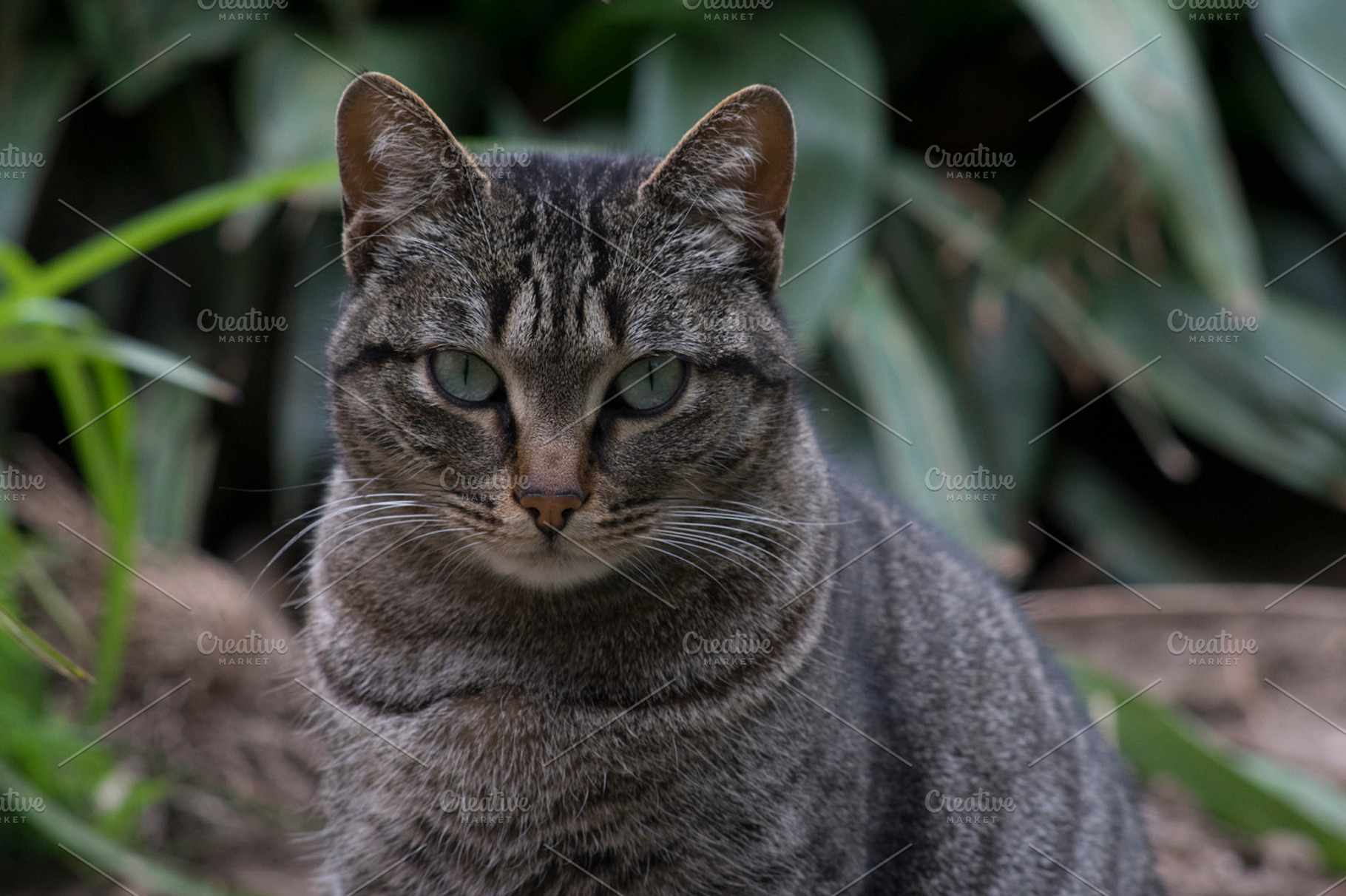 Cat stock picture, an Animal Photo by davidalca