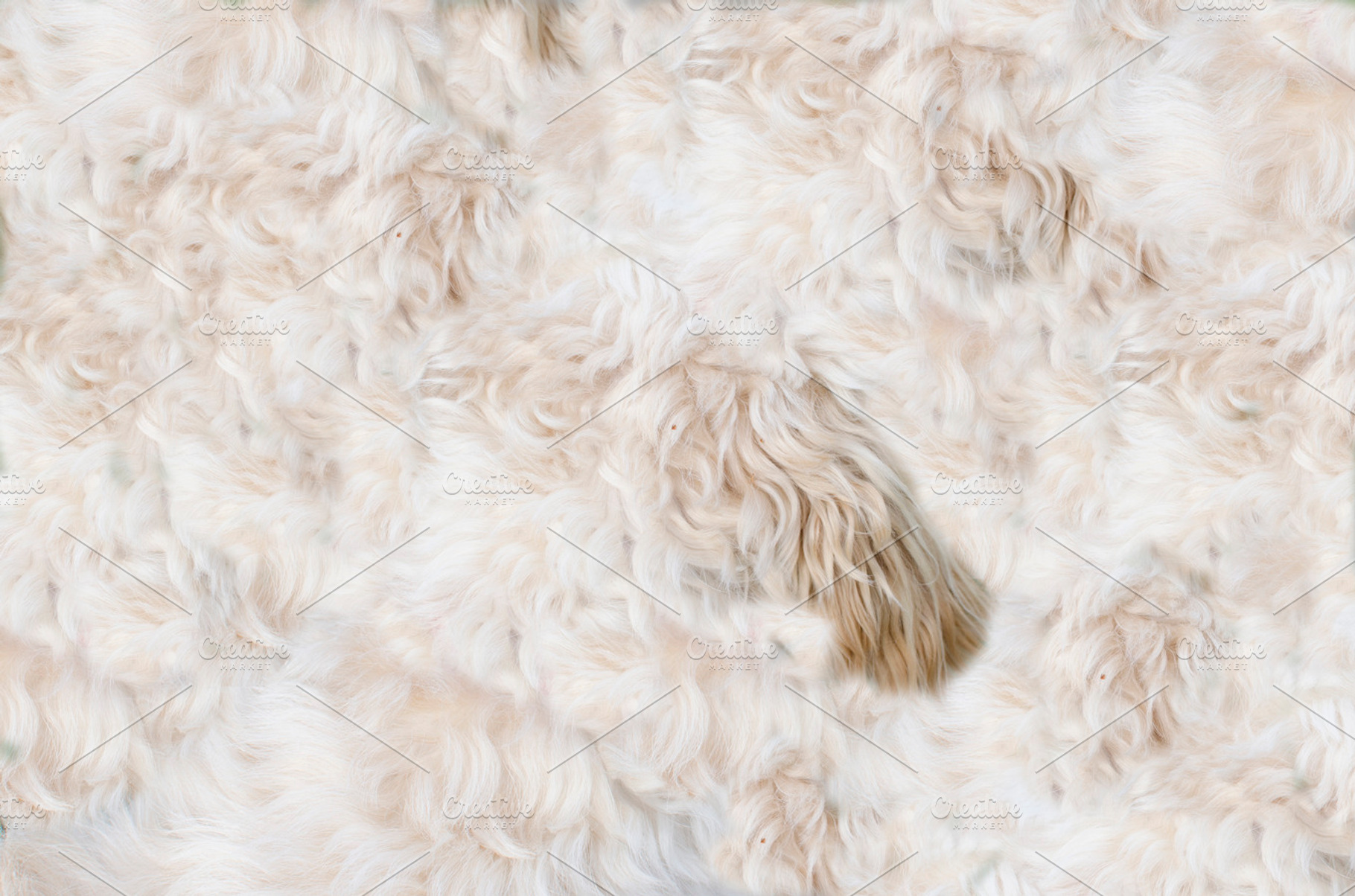 Dog's pelt, an Abstract Photo by Knofe