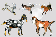 Anglo Nubian Goats: 16 Illustrations, an Animal Illustration by FineArt (Thumbnail 4 of 6)