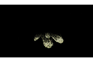 Plant growing on a prayer 3d, a Graphic by McLittle Stock