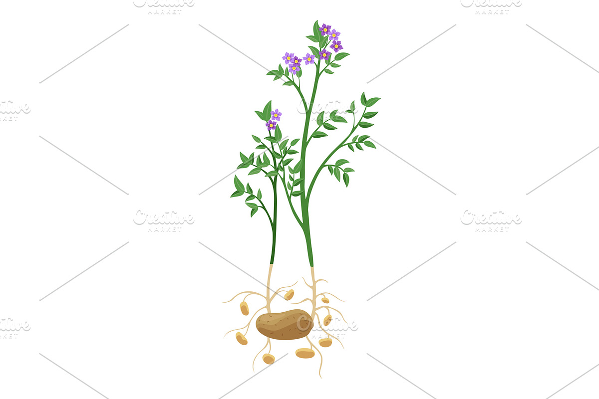 Potatoes plant growing process, an Object Illustration by the8monkey
