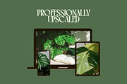 45 Aesthetic Monstera Plant Photos, a Nature Photo by Incomelion (Thumbnail 3 of 12)