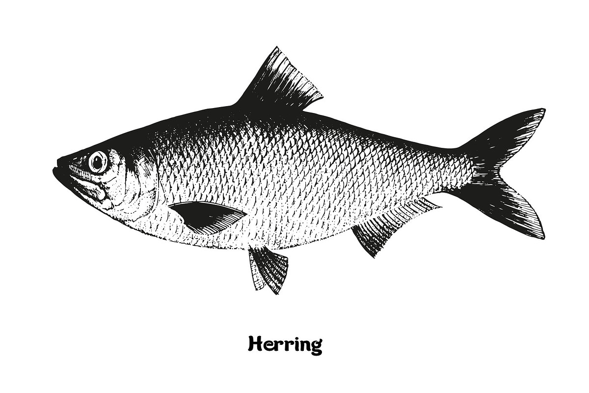 Fish collection, part 2, a Food Illustration by ZotovShop (Photo 11 of 11)