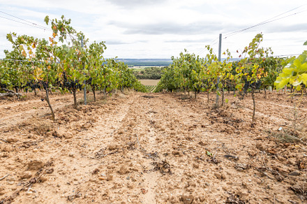Vineyard at harvest time containing worker, cluster, and grape