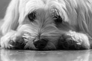 Resting Maltese Puppy, an Animal Photo by Straightshooter (Thumbnail 3 of 3)