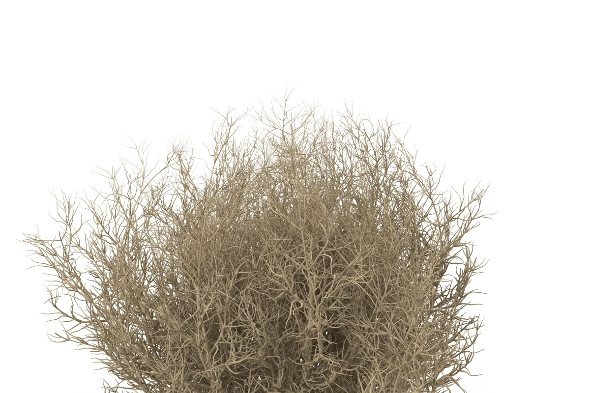 Tumbleweed, an Environmental 3D Model by AndrewWhite (Photo 5 of 9)