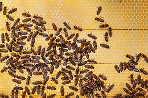 Bees working on a wax honeycomb seen, an Animal Photo by Perpis