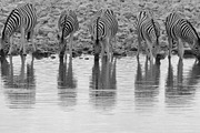 Zebra - Reflection of Lines, an Animal Photo by Wildlife Wonder (Thumbnail 1 of 2)