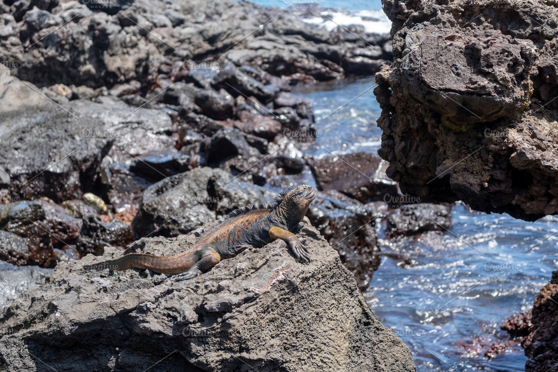 Marine iguana resting on rocks by the ocean, Galapagos, an Animal Photo by GoodGoods