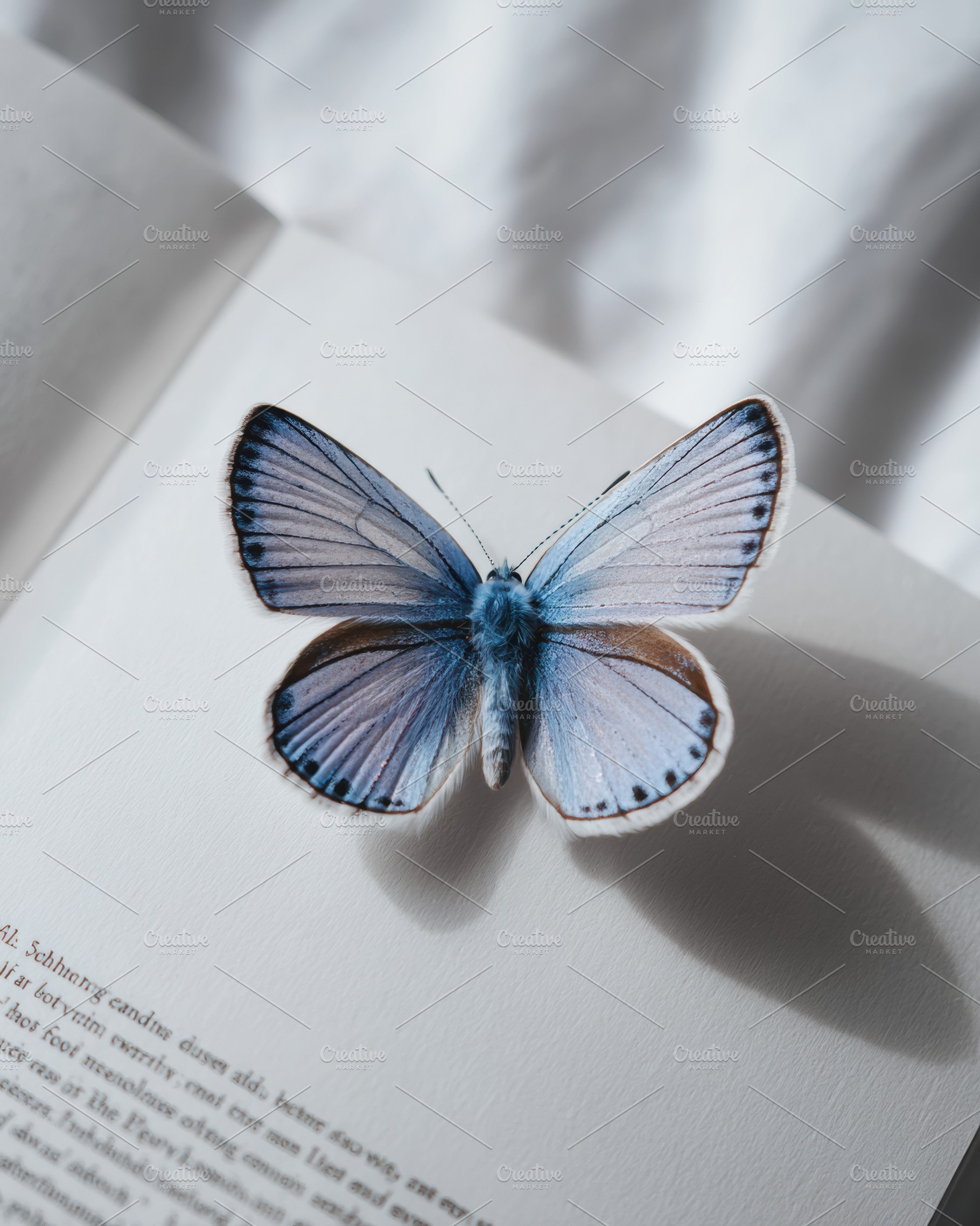 Butterfly on Plain White Surface, an Animal Photo by Virgo Studio