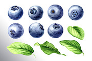 Blueberry. Watercolor collection, a Food Illustration by Daria Ustiugova (Thumbnail 23 of 25)