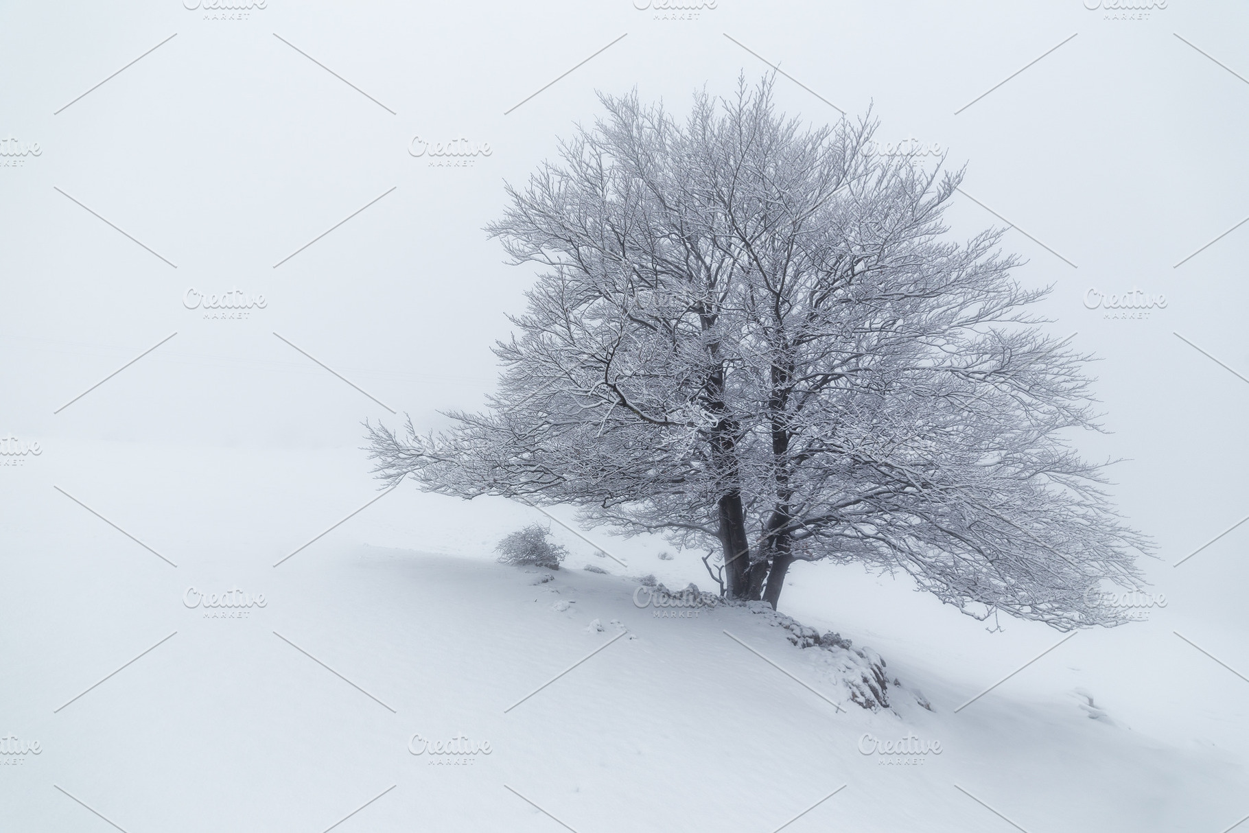 Snowed tree in a foggy winter day in containing urbasa, beech, and navarra, a Nature Photo by PhotoNature