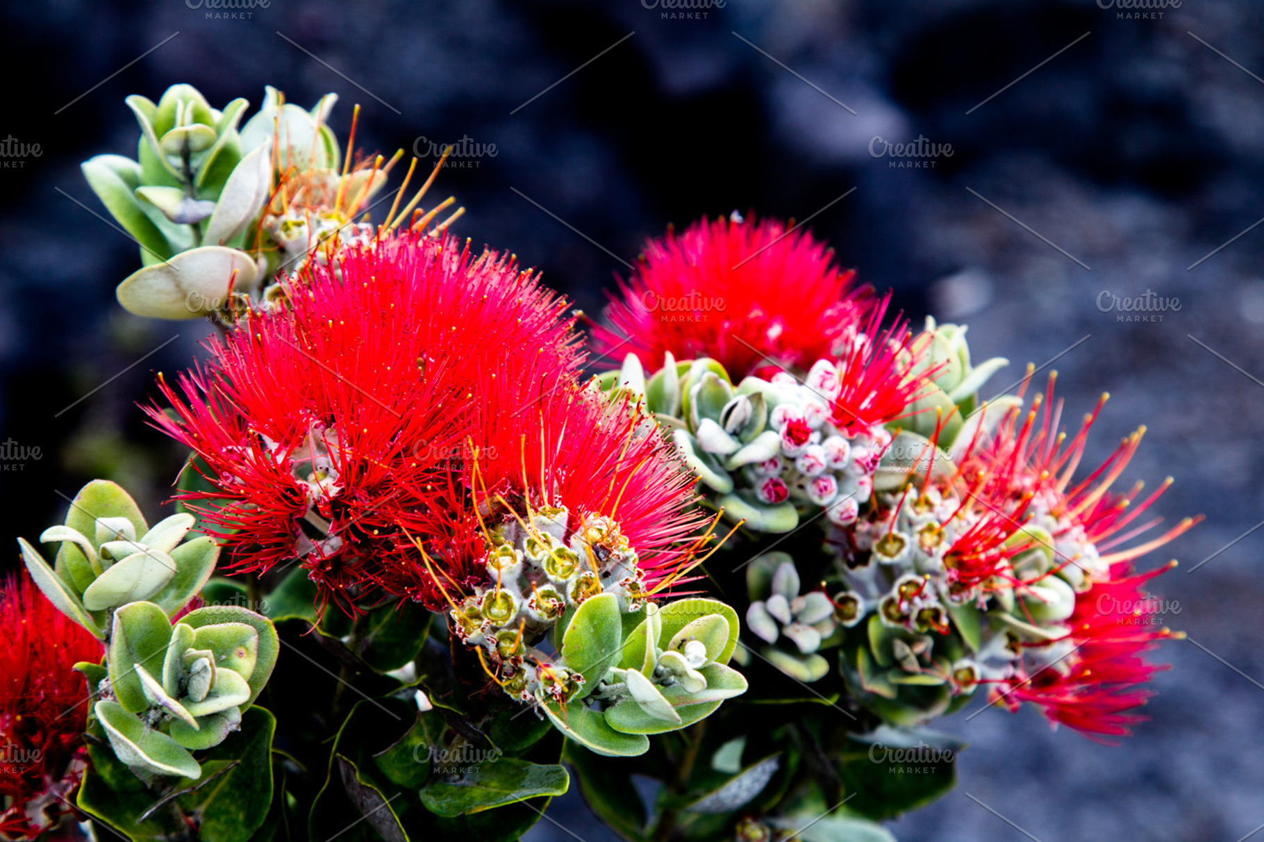 Ohia lehua containing ohia lehua, ohia, and metrosideros polymorpha, a Nature Photo by DirkR