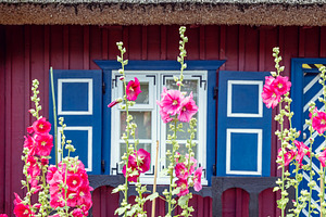 Flowers and ethnographic house, an Architecture Photo by BOOCYS