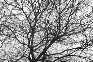 Branches stock photo containing solitude and sad