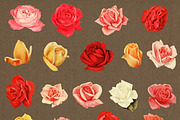 38 Vintage Rose Clip Art Graphics, an Illustration by The Digital Download Shop (Thumbnail 2 of 3)
