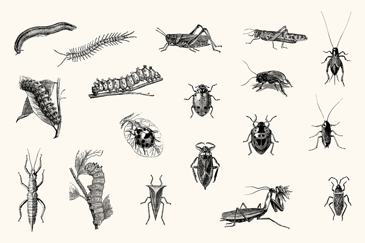 Insects - Vintage Illustrations, an Illustration by Graphic Goods (Photo 5 of 10)