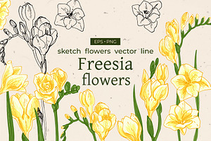 Freesia flowers color. Sketch vector