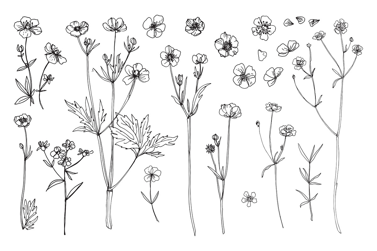 Wildflowers and herbs line sketch, a Decorative Illustration by irina.vaneeva (Photo 10 of 10)