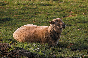Sheep #1, an Animal Photo by jakub_kopecky