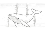 Whale Line Art Vector Bundle, an Illustration by yasushie (Thumbnail 33 of 51)