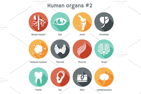 Set 2 Icons Of Human Organs