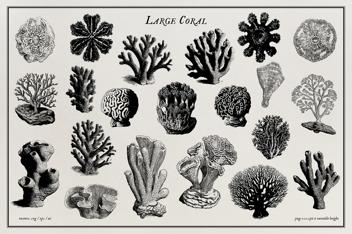Aquatic Natural History Collection, an Object Graphic by Blixa 6 Studios (Photo 17 of 24)