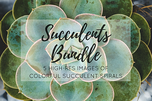 Succulents bundle featuring succulent, green, and plant