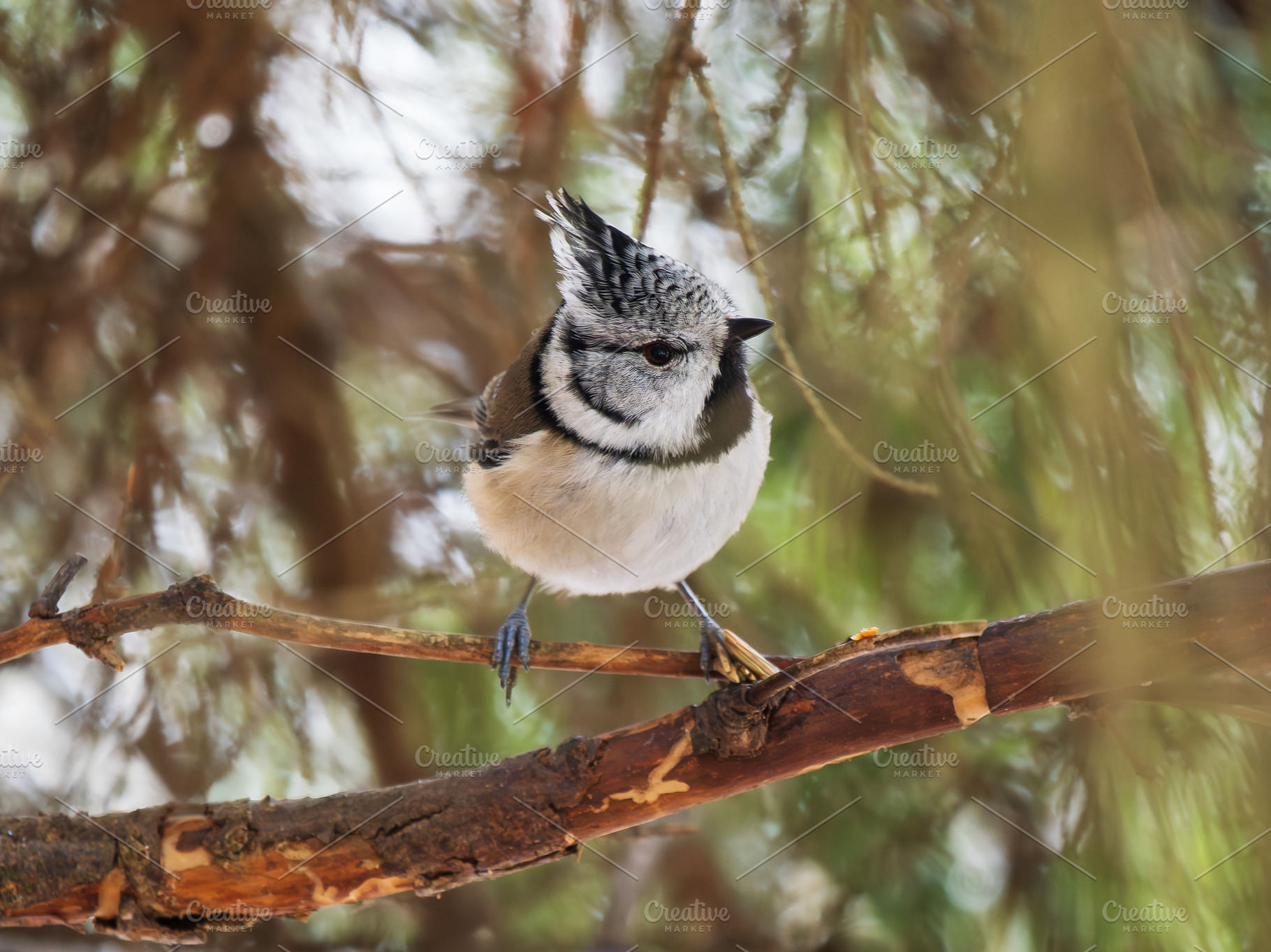 Crested Tit Bird Perched on Branch, an Animal Photo by Fascinadora